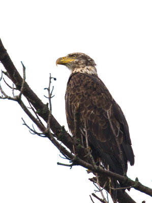 Eagle in the Fog