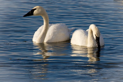 Sunshine Swans