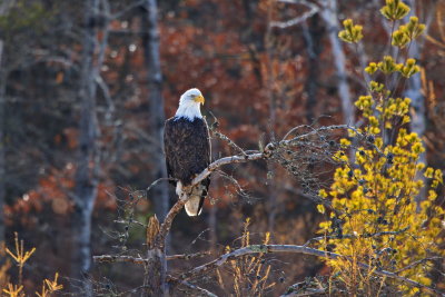 Eagle in Brush