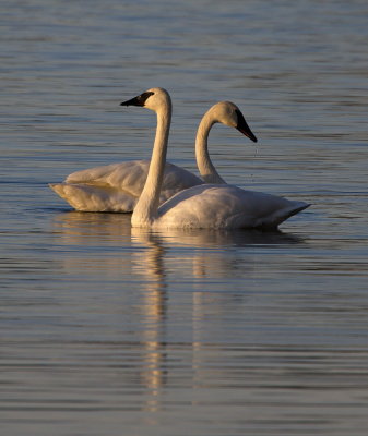 Duo