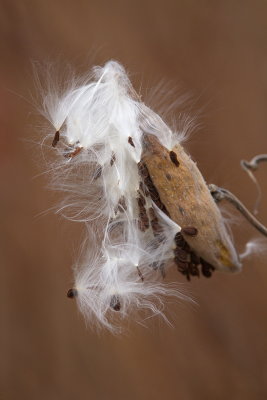 Milkweed