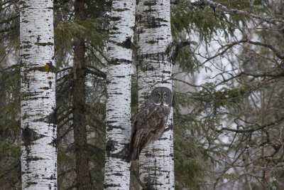 Great Grey Owl with Aspen