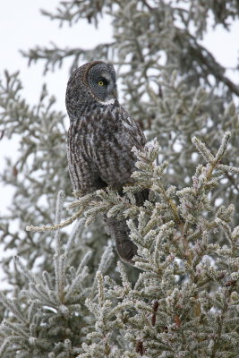 Great Grey Owl with Frost