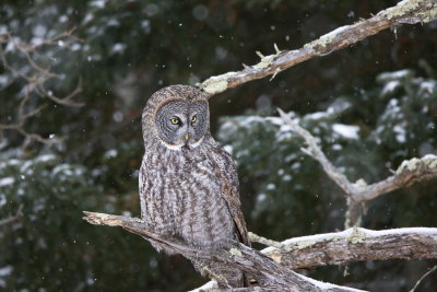 Owl in Snow