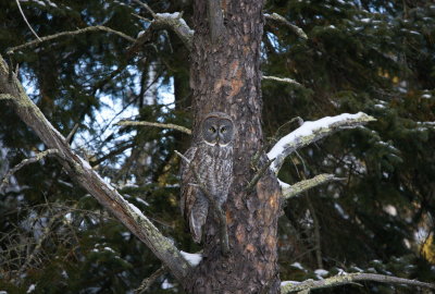 Northwoods Owl