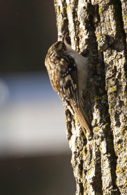 Brown Creeper