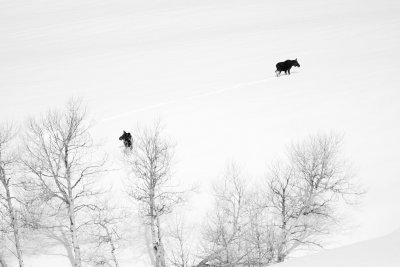 Moose in Snowpack