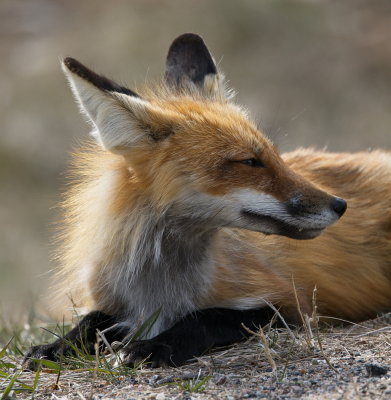 Fox Portrait