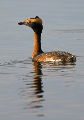 Horned Grebe in Mating Plumage