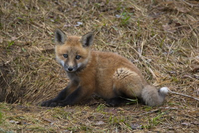 Fox Kit