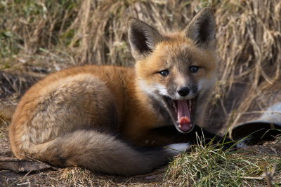 Fox Yawn