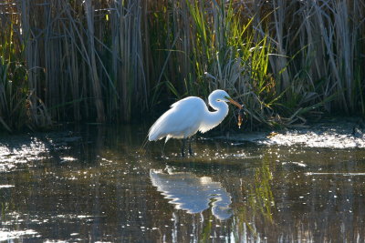 Great Egret with Fish