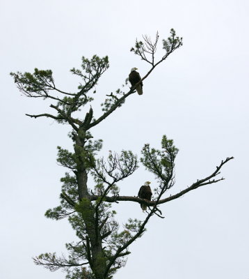 Eagles in Mist