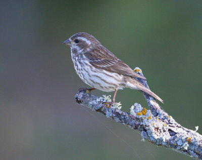 Purple Finch (female)