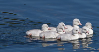 Cygnets