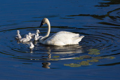 Trumpeter Swan and Cygnets 