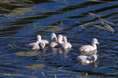 Cygnets