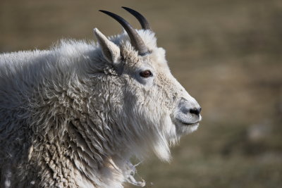 Mountain Goat Profile