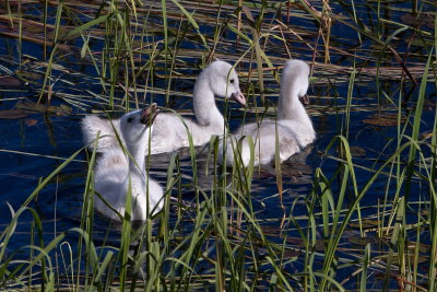 Cygnets