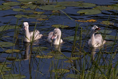 Cygnet Trio
