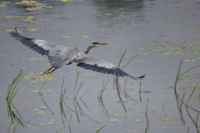 Flight