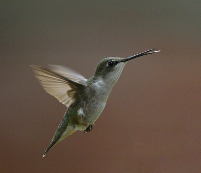 Flight of the Hummingbird #2