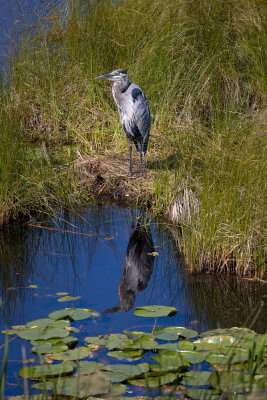 Late Summer Heron