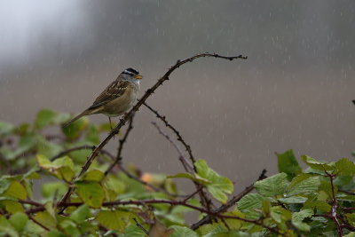 White-crowned Sparrow in Rain