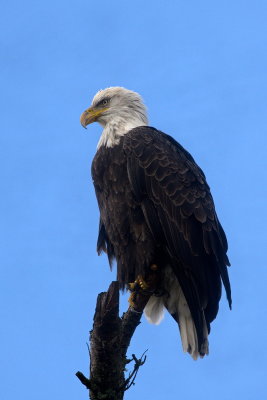 Portrait of an Eagle 