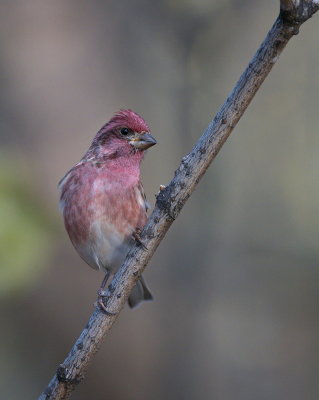 Purple Finch 
