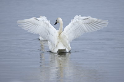 The Swans of November