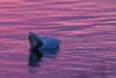 Swan at First Light