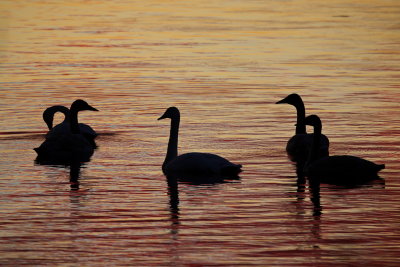 Swans at First Light