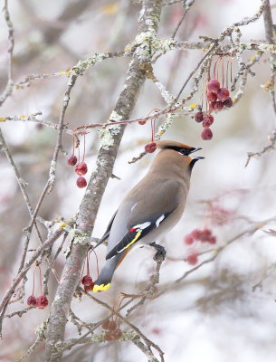 Bohemian Waxwing with Fruit