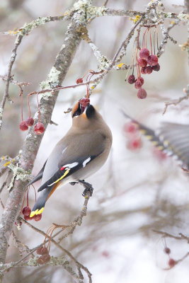 Bohemian Waxwing with Fruit