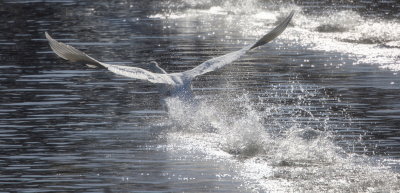 Wingspan