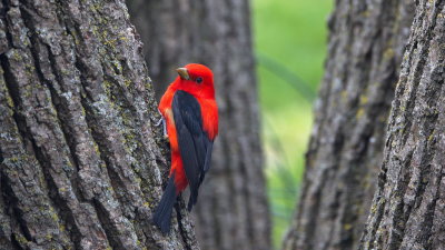 Scarlet Tanager 