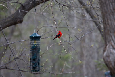 Dream Feeder Bird