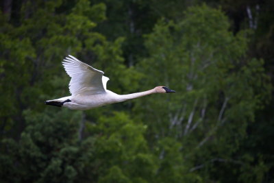 Trumpeter Swan in Flight