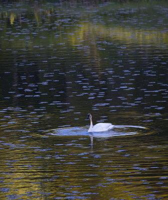 Solitude in Reflections