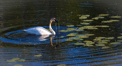 Swan with Grass