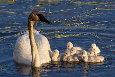 New Cygnets