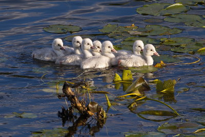 Seven Cygnets