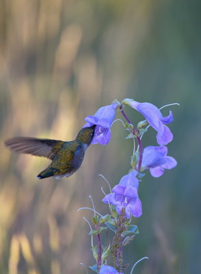 Hummingbird in Pentstemon 