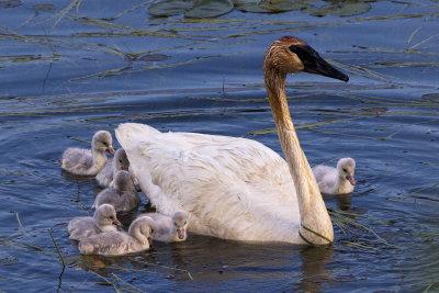 Proud Mother 