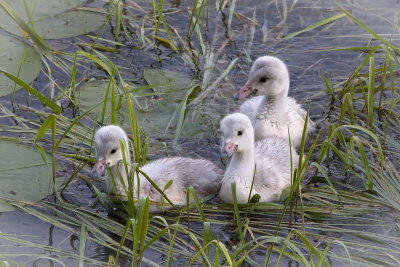 Cygnet Trio 