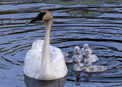 Trumpeter Swan and Cygnets