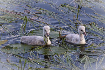 Cygnet Pair
