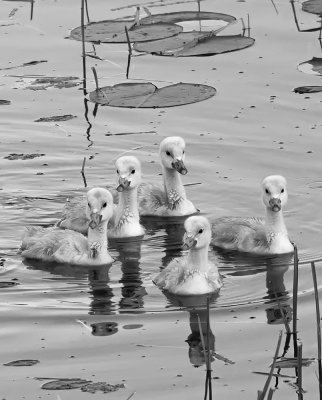 Cygnets in B&W