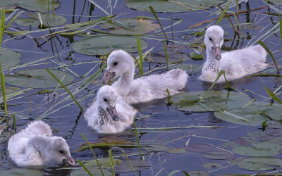 Cygnets
